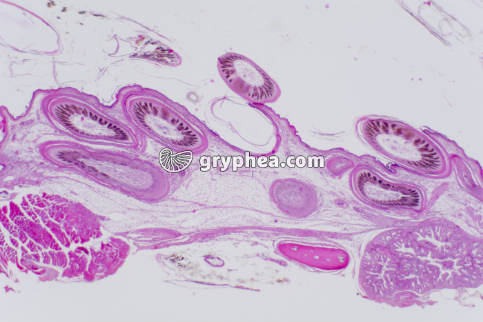 Peau d'Oiseau CT x10 - gryphea.org